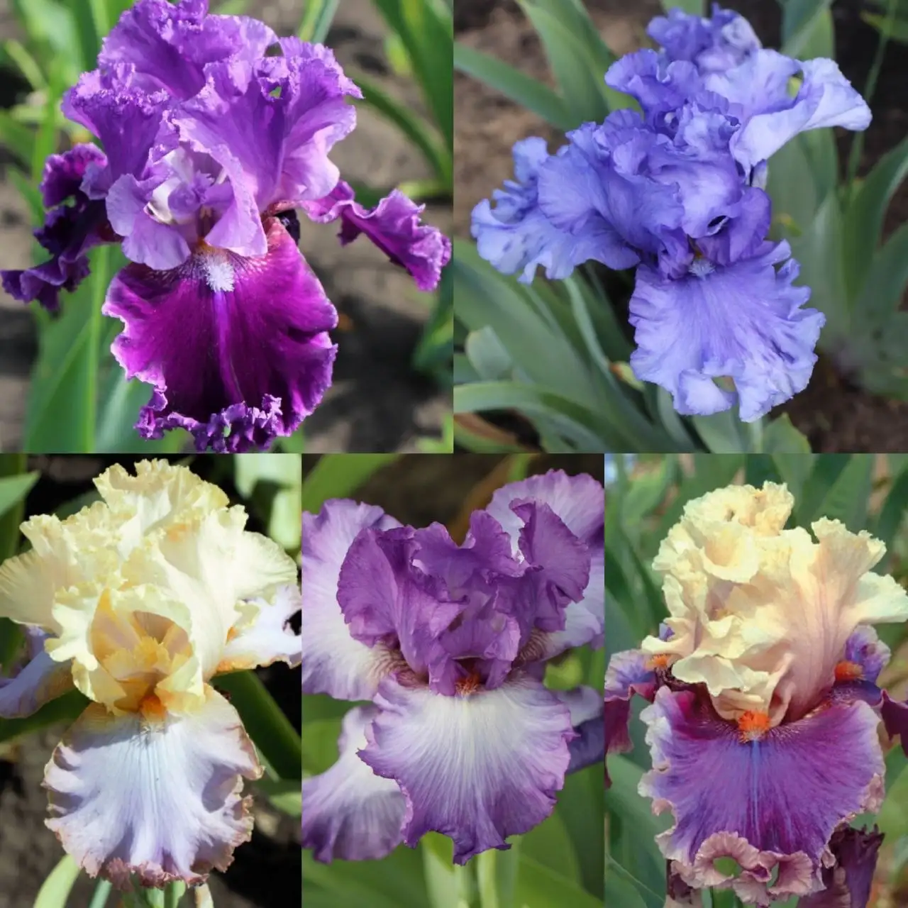 Наборы сортовых ирисов в горшках Р9 - Растения (Хобби и отдых) в Уфа