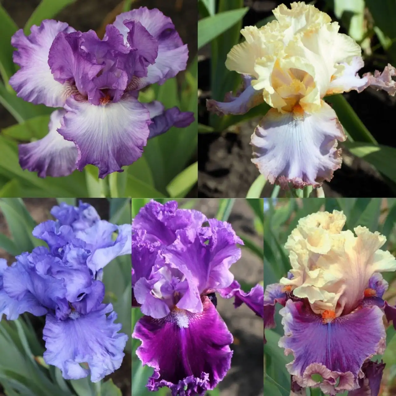 Наборы сортовых ирисов в горшках Р9 - Растения (Хобби и отдых) в Уфа
