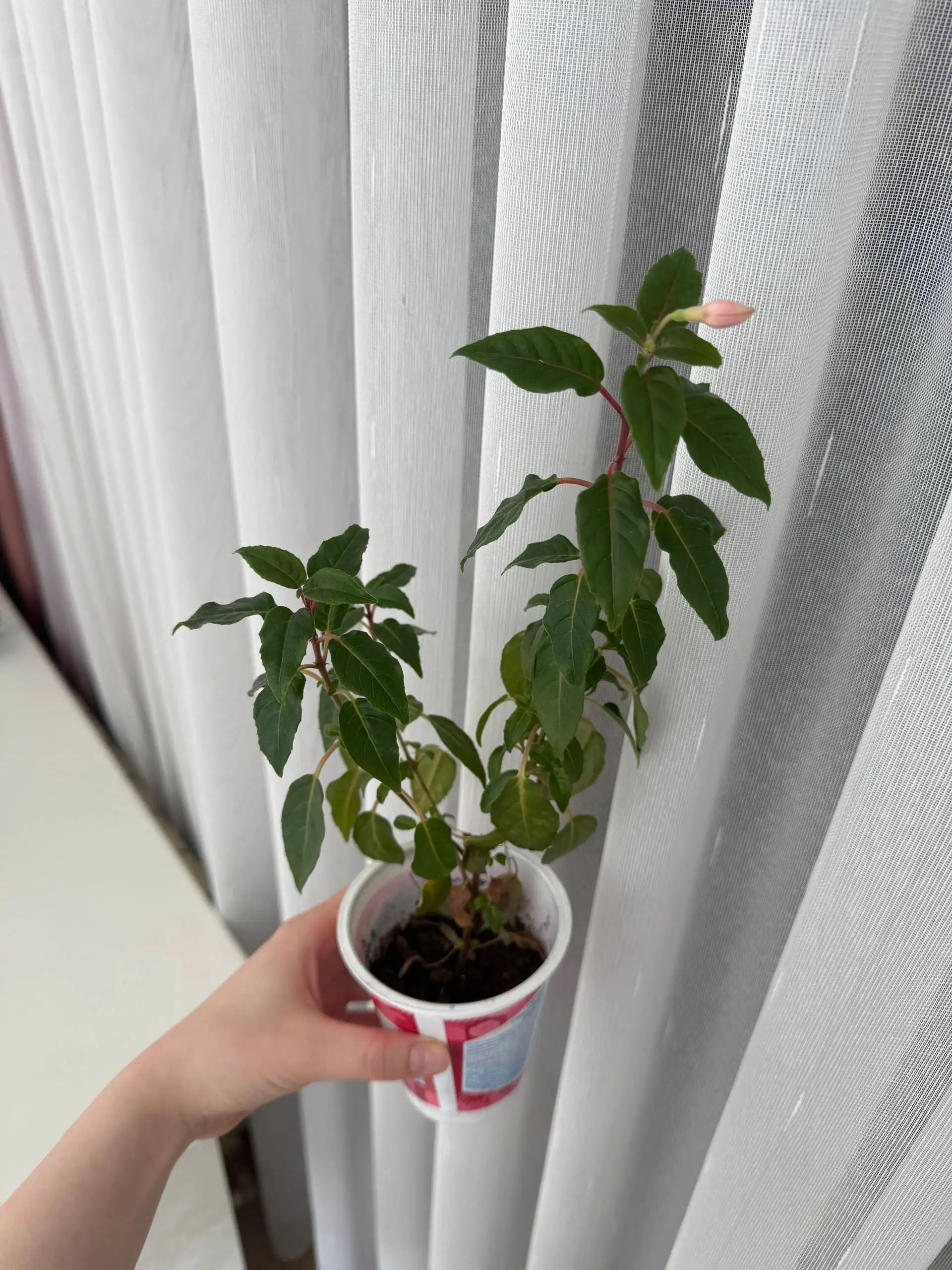 Продам фуксию с розовыми цветами - Растения (Хобби и отдых) в Уфа