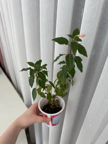 Продам фуксию с розовыми цветами - Коллекционирование в Уфа
