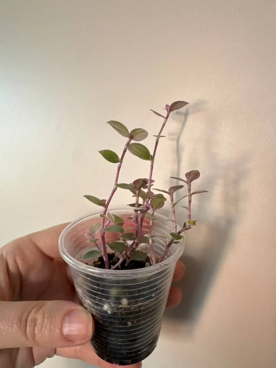 Каллизия розовая - Растения (Хобби и отдых) в Уфа