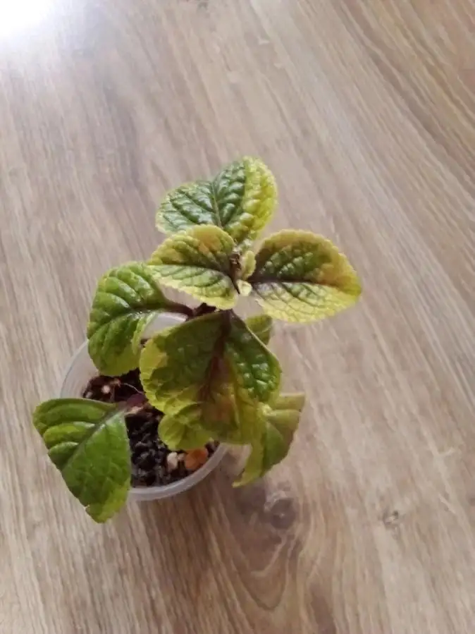 Продажа растения плектрантус - Растения (Хобби и отдых) в Уфа