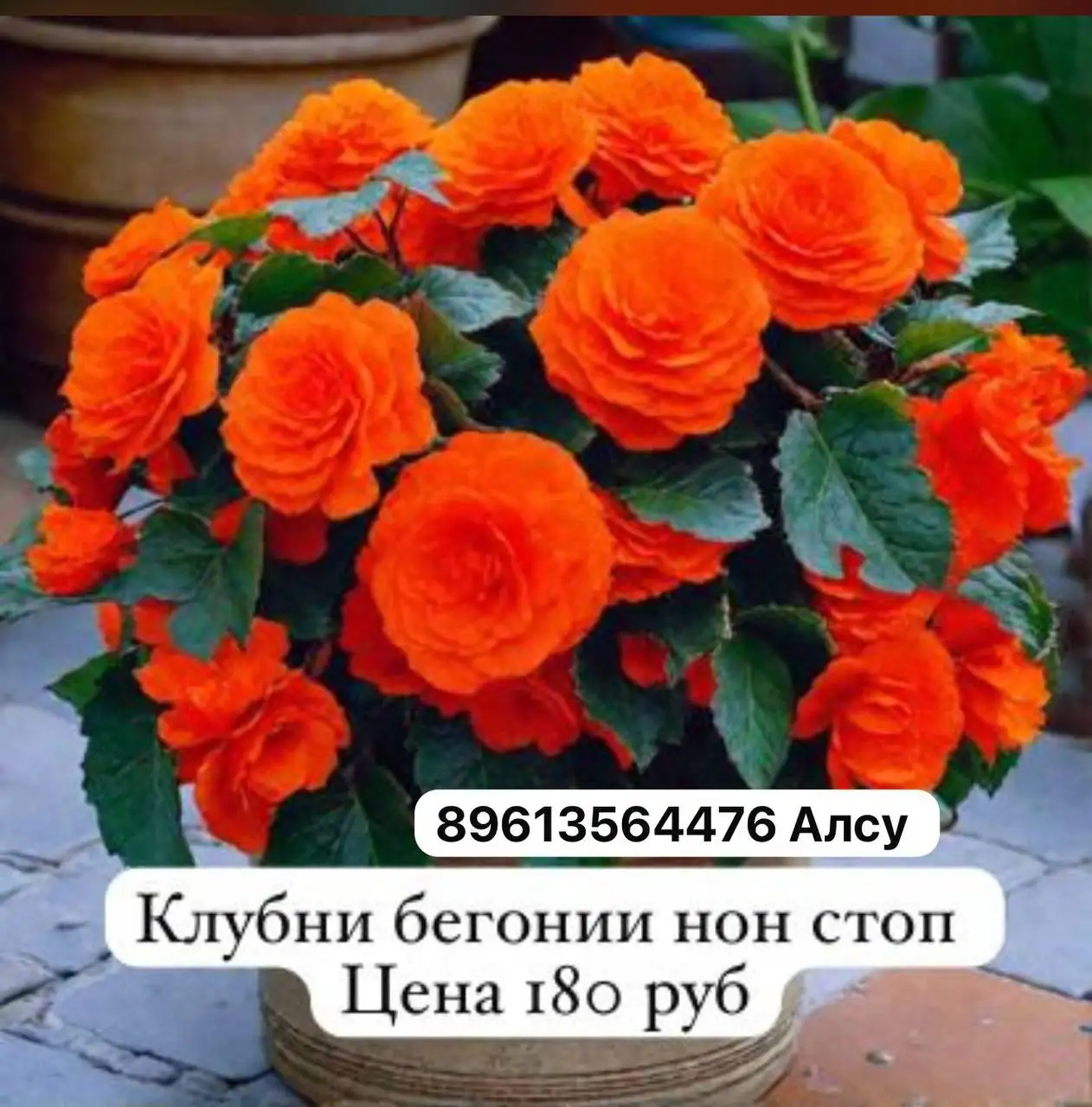 Клубни крупные с доставкой в Уфе - Растения (Хобби и отдых) в Уфа