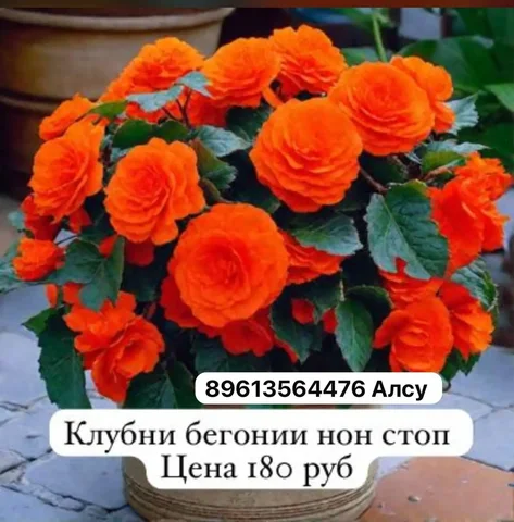 Клубни крупные с доставкой в Уфе - Коллекционирование в Уфа