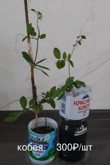 Продажа растений с дачи в Нагаево - Коллекционирование в Уфа