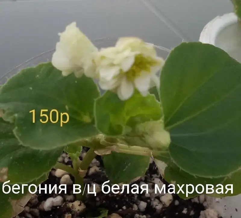 Продажа растений с дачи в Нагаево - Растения (Хобби и отдых) в Уфа