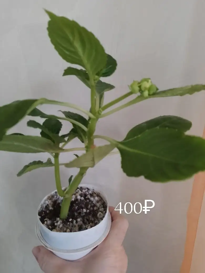 Продажа растений с дачи в Нагаево - Растения (Хобби и отдых) в Уфа