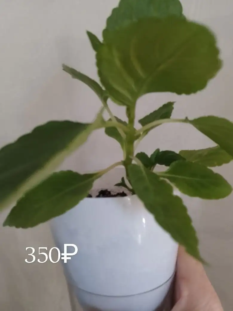 Продажа растений с дачи в Нагаево - Растения (Хобби и отдых) в Уфа