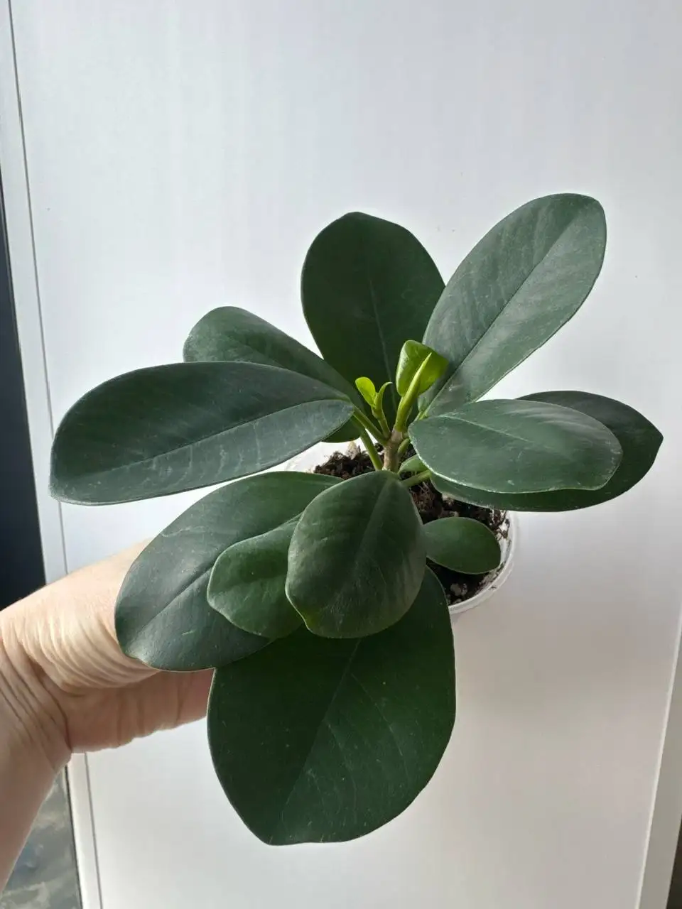 Фикус мокламе - Растения (Хобби и отдых) в Уфа