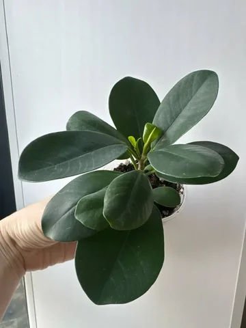 Фикус мокламе - Коллекционирование в Уфа