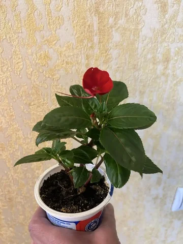 Бальзамин новогвинейский - Коллекционирование в Уфа