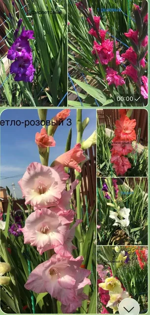 Продажа клубней гладиолусов в Уфе - Коллекционирование в Уфа