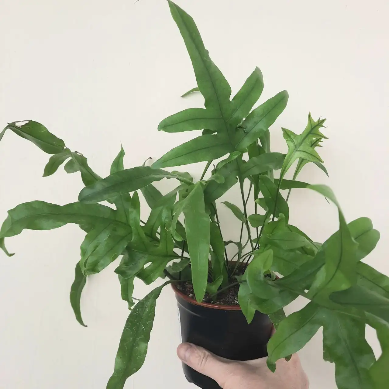 Папоротник Флебодиум для продажи - Растения (Хобби и отдых) в Уфа