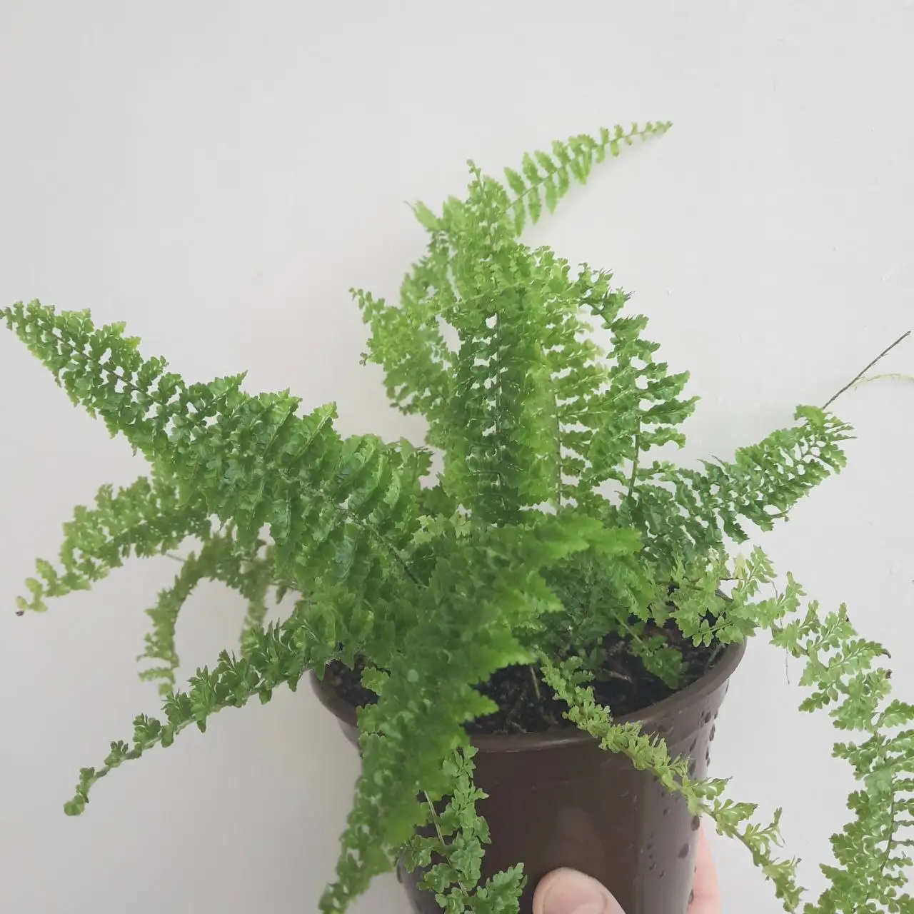 Папоротник Нефролепис - Растения (Хобби и отдых) в Уфа