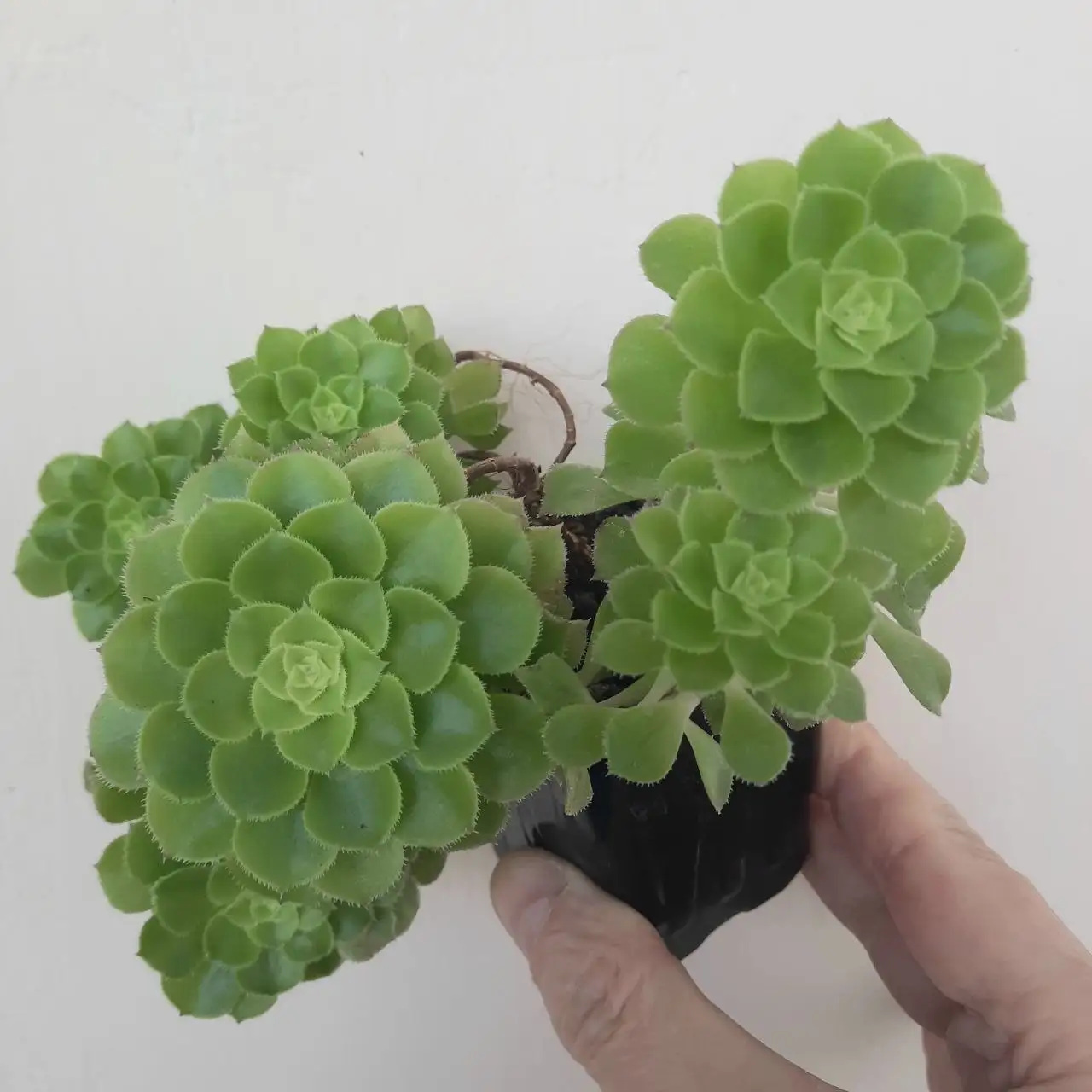 Эониум - Растения (Хобби и отдых) в Уфа