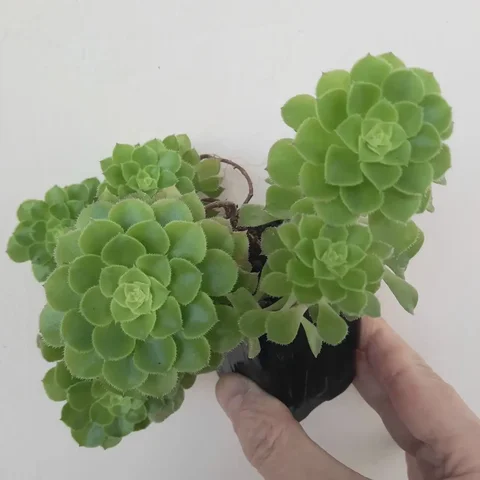 Эониум - Коллекционирование в Уфа