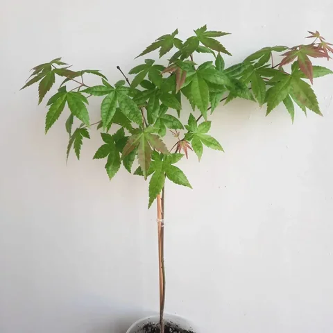 Клен японский дланевидный 3-х летка - Растения в Уфа