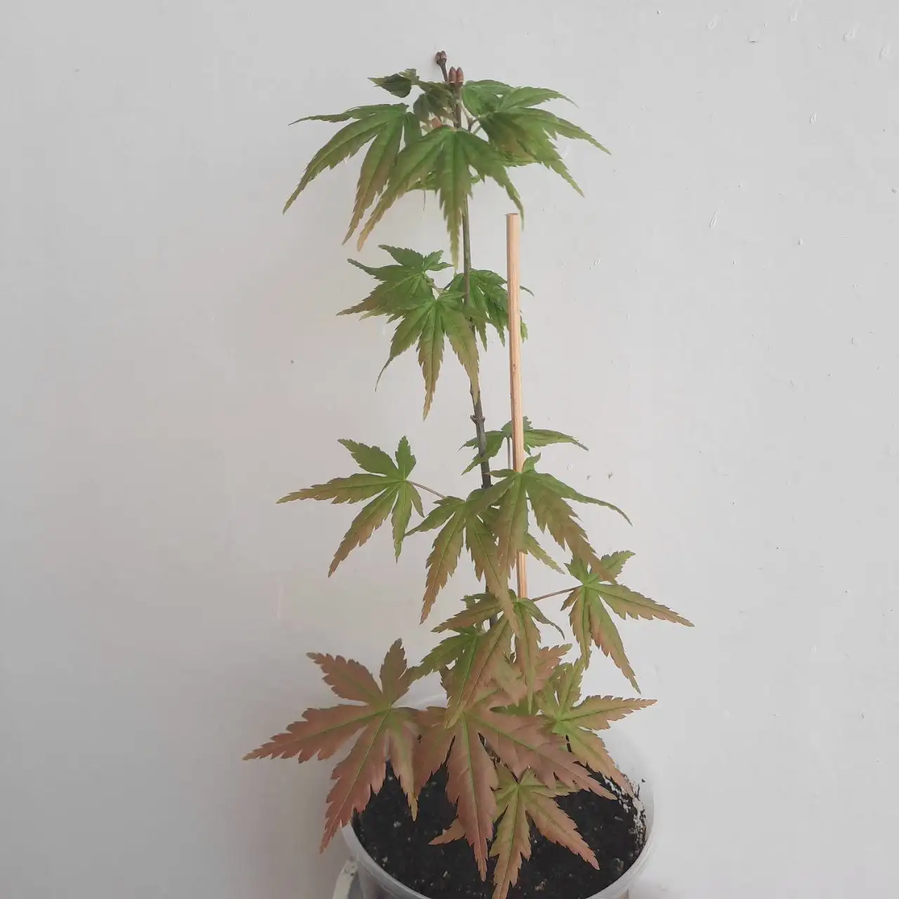 Клен японский дланевидный высота 20 см - Растения (Хобби и отдых) в Уфа