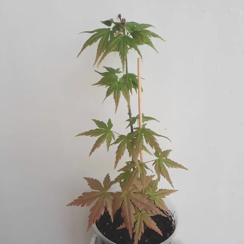 Клен японский дланевидный высота 20 см - Коллекционирование в Уфа