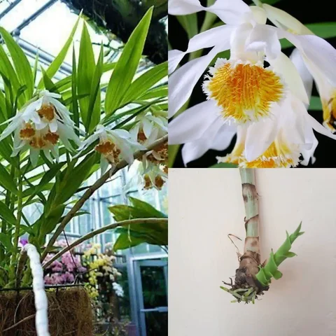 Редкая наземная орхидея Туния Маршалла - Коллекционирование в Уфа