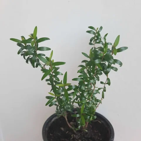 Мирт мелколистный - Мототехника в Уфа