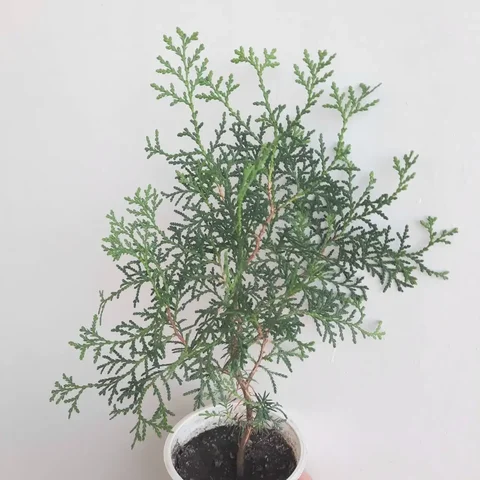 Туя 3-летка, выращенная из семян - Мототехника в Уфа