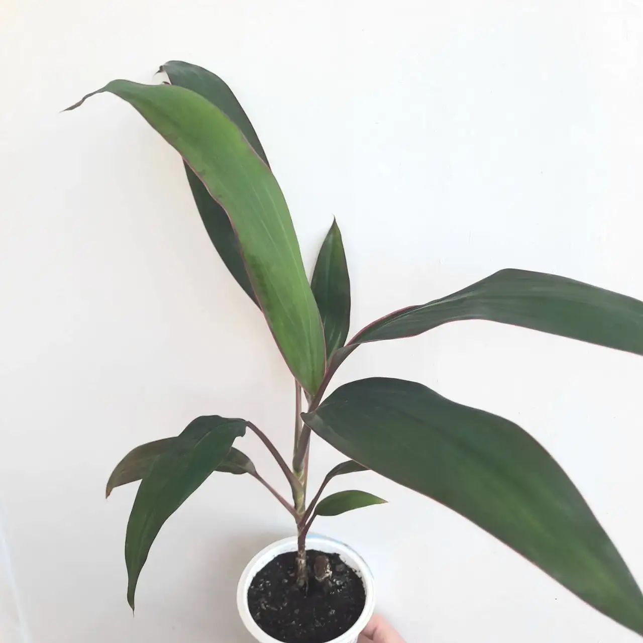 Кордилина верхушечная - Растения (Хобби и отдых) в Уфа