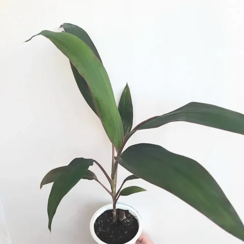 Кордилина верхушечная - Мототехника в Уфа