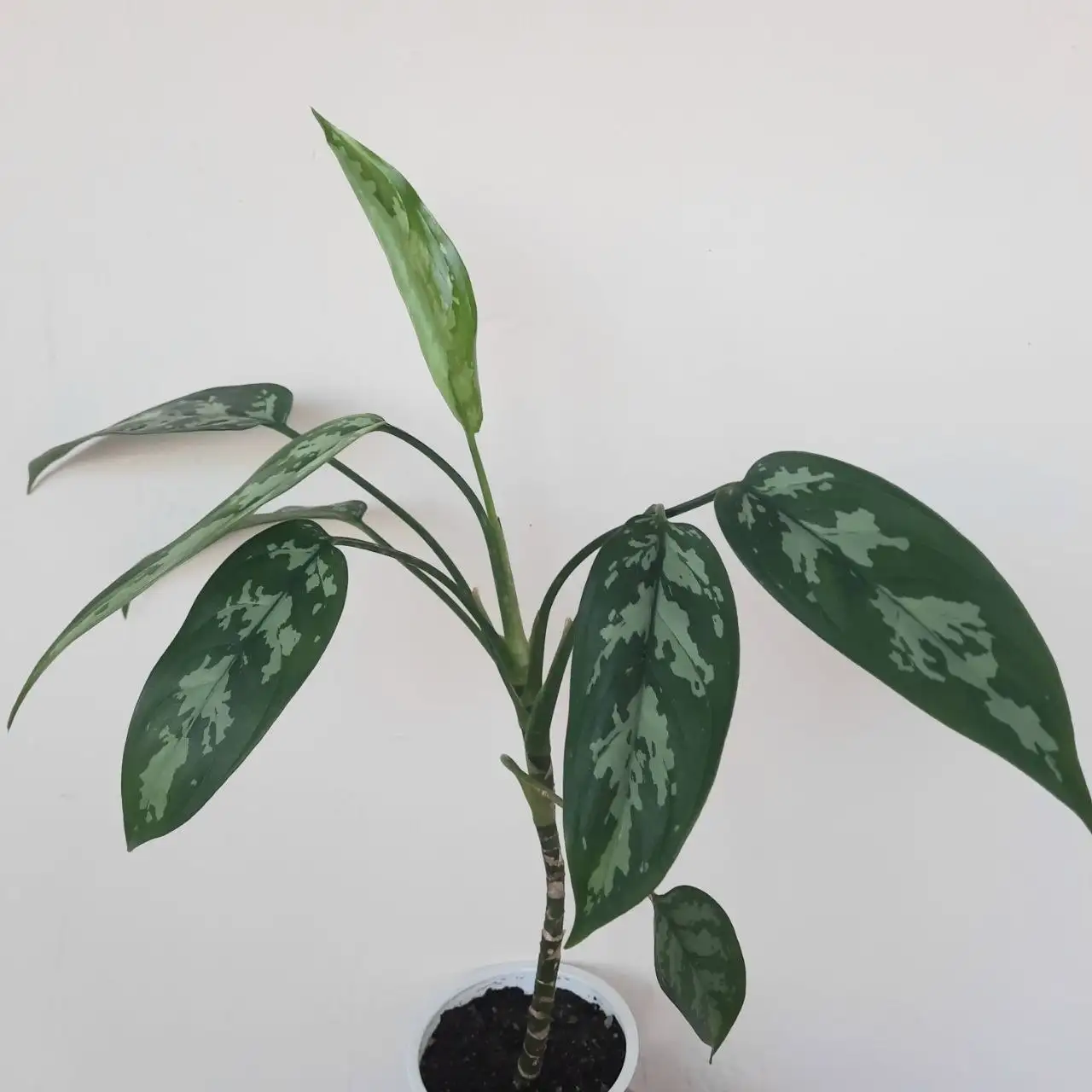 Аглаонема ложноприцветниковая в Уфе - Растения (Хобби и отдых) в Уфа