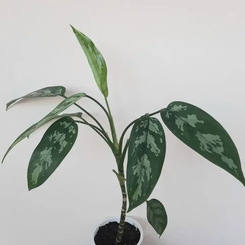 Аглаонема ложноприцветниковая в Уфе - Мототехника в Уфа