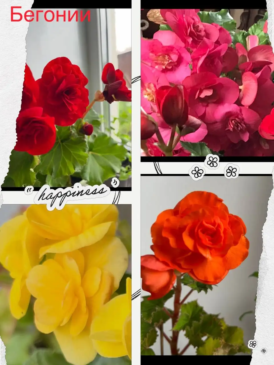 Продажа излишков цветов и рассады перцев - Растения/Садоводство (Хобби и отдых) в Уфа