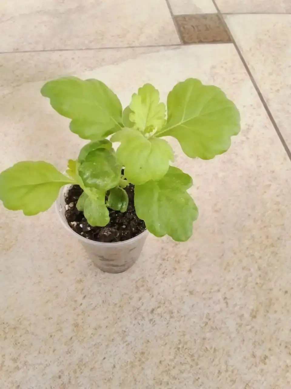 Хризантема корейская морозостойкая - Растения (Хобби и отдых) в Уфа