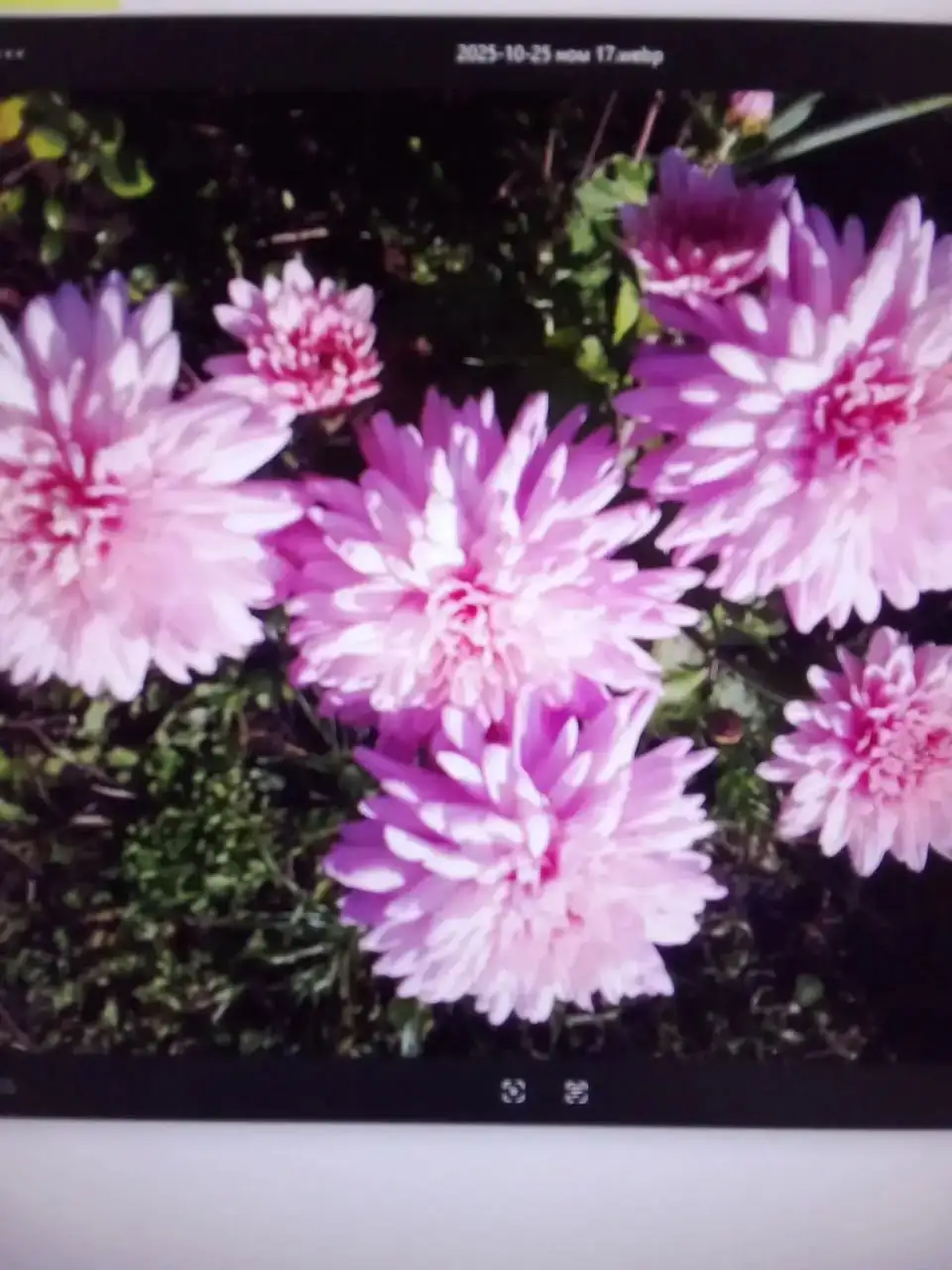 Хризантема корейская морозостойкая - Растения (Хобби и отдых) в Уфа