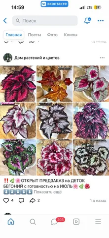 Продажа бегонии декоративно-лиственной - частное объявление в Уфа