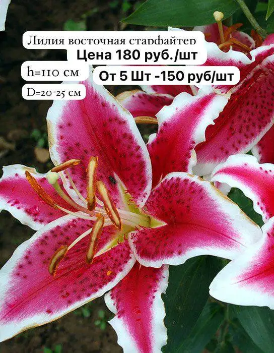 Продажа луковиц и клубней бегонии с доставкой в Уфе - Растения (Хобби и отдых) в Уфа