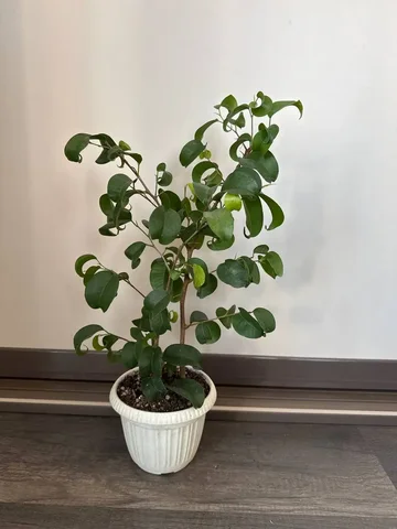 Фикус букле - Билеты в Уфа