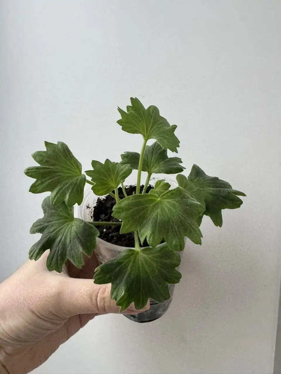 Пеларгония Лотта Лундберг - Растения (Хобби и отдых) в Уфа