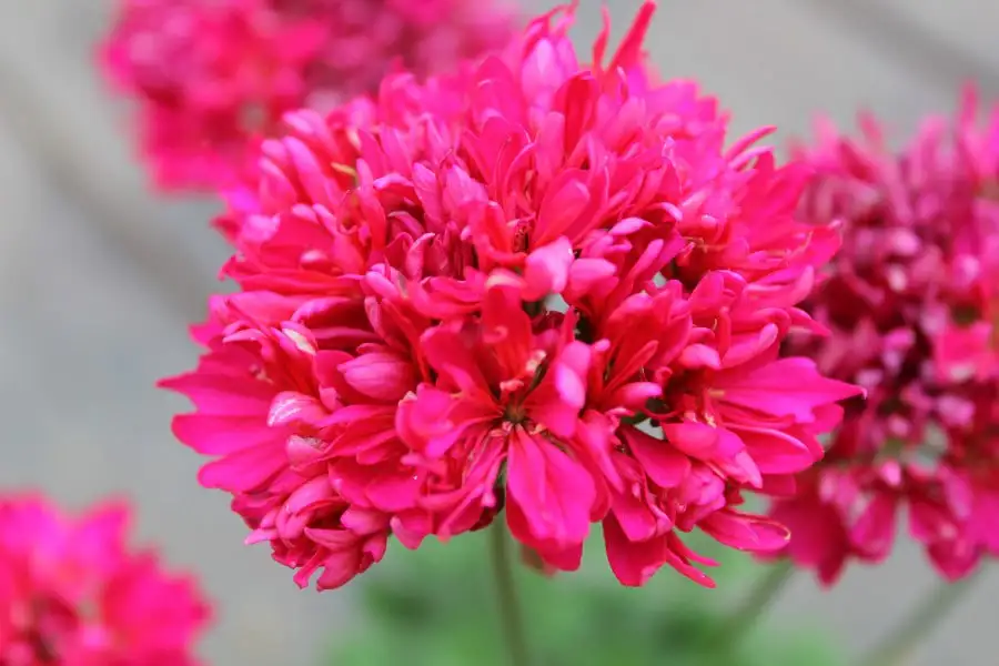 Пеларгония Лотта Лундберг - Растения (Хобби и отдых) в Уфа