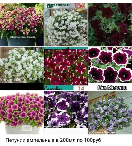 Продажа ампельных петуний сортов Тайдал Сильвер и Ред Велюр в Уфе - Билеты в Уфа