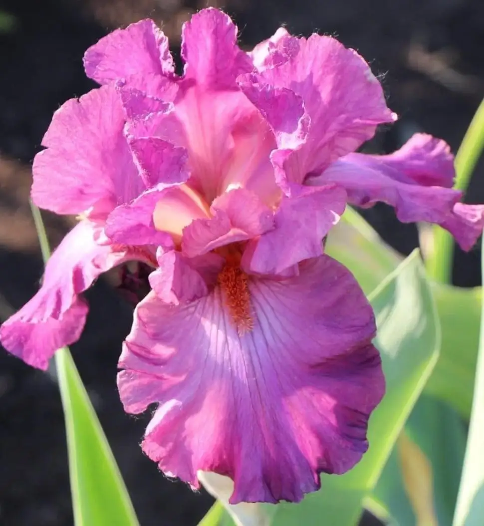 Продажа ирисов сортовых в горшочках Р9 - Растения (Хобби и отдых) в Уфа