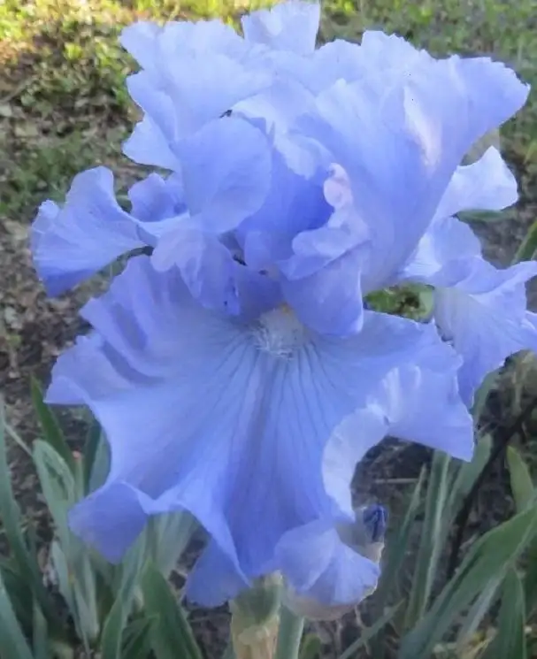 Продажа ирисов сортовых в горшочках Р9 - Растения (Хобби и отдых) в Уфа