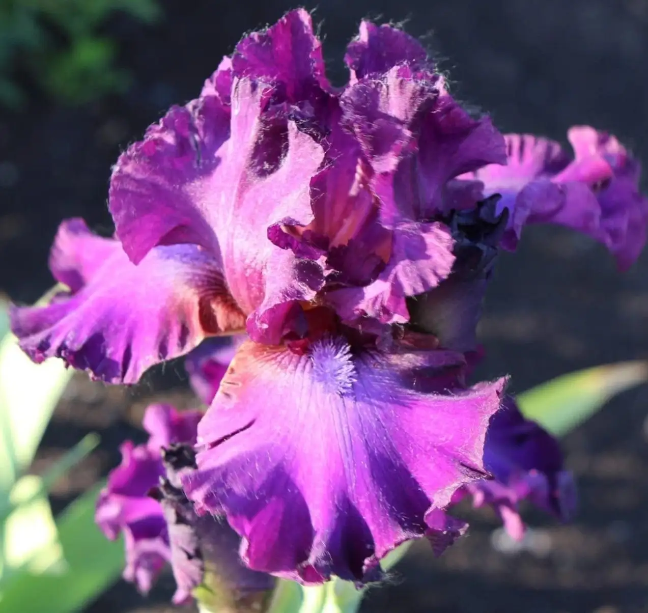 Продажа ирисов сортовых в горшочках Р9 - Растения (Хобби и отдых) в Уфа