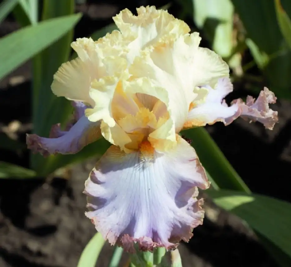 Продажа ирисов сортовых в горшочках Р9 - Растения (Хобби и отдых) в Уфа