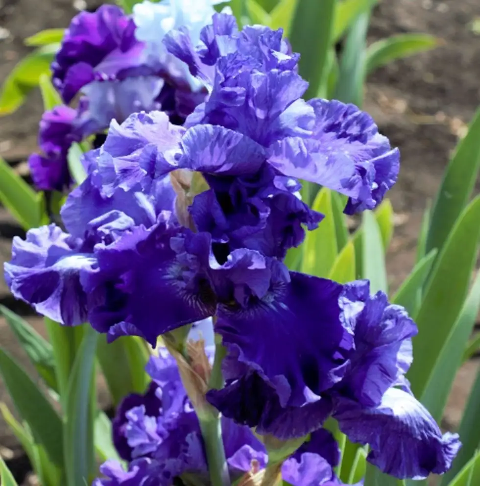 Продажа ирисов сортовых в горшочках Р9 - Растения (Хобби и отдых) в Уфа