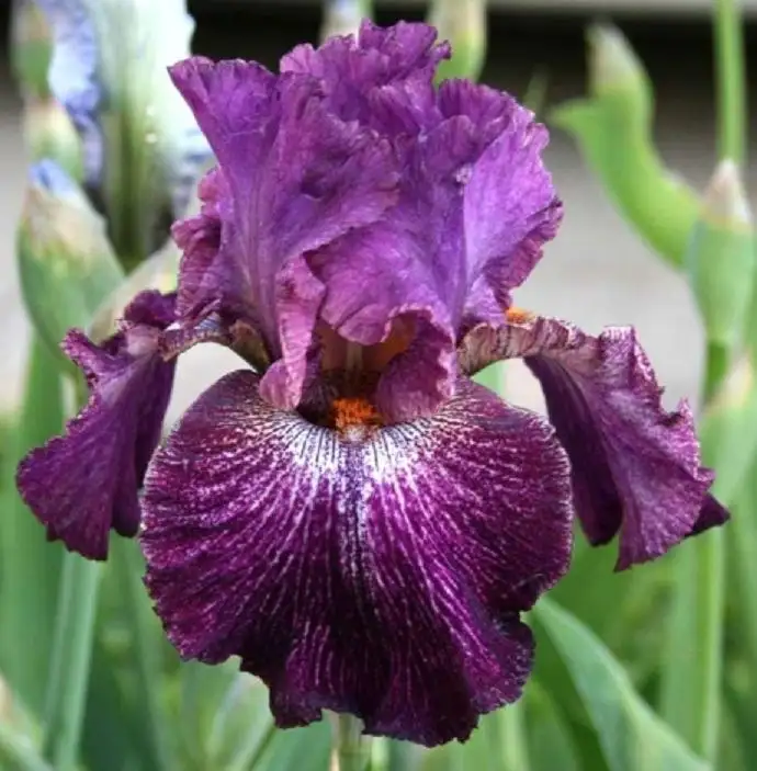 Продажа ирисов сортовых в горшочках Р9 - Растения (Хобби и отдых) в Уфа