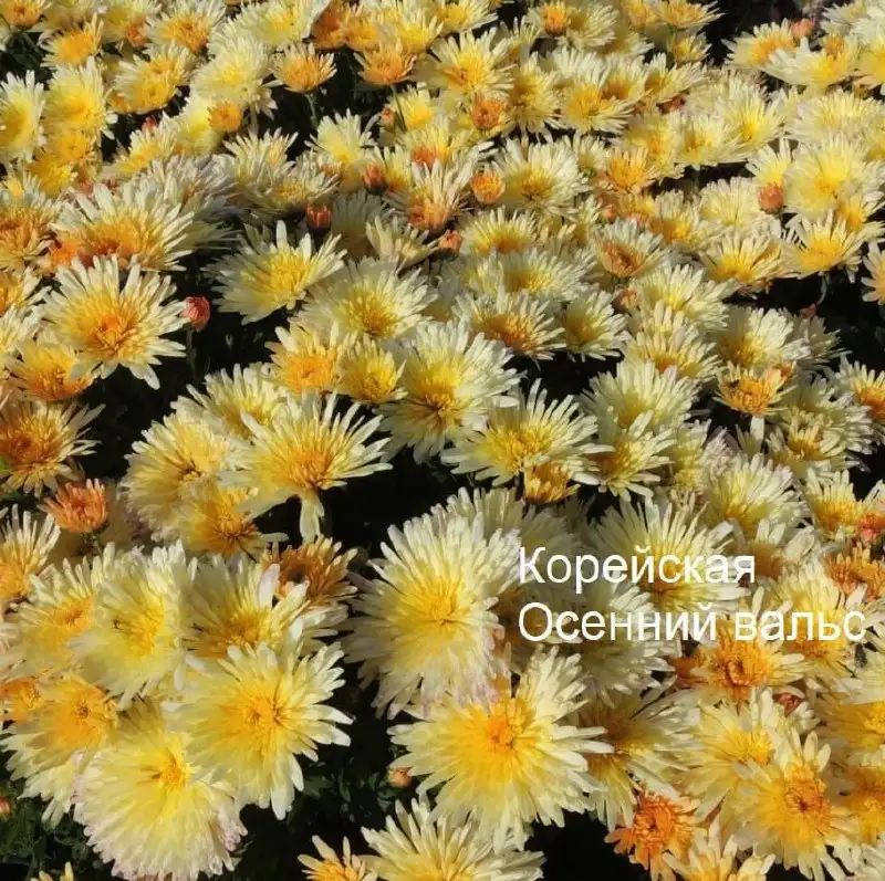 Саженцы хризантемы - Растения (Хобби и отдых) в Уфа