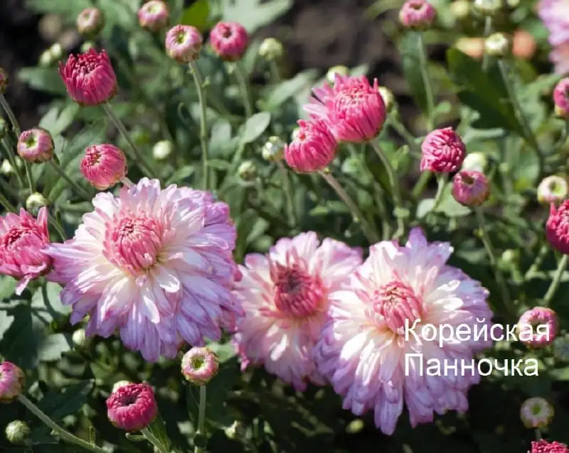 Саженцы хризантемы - Растения (Хобби и отдых) в Уфа