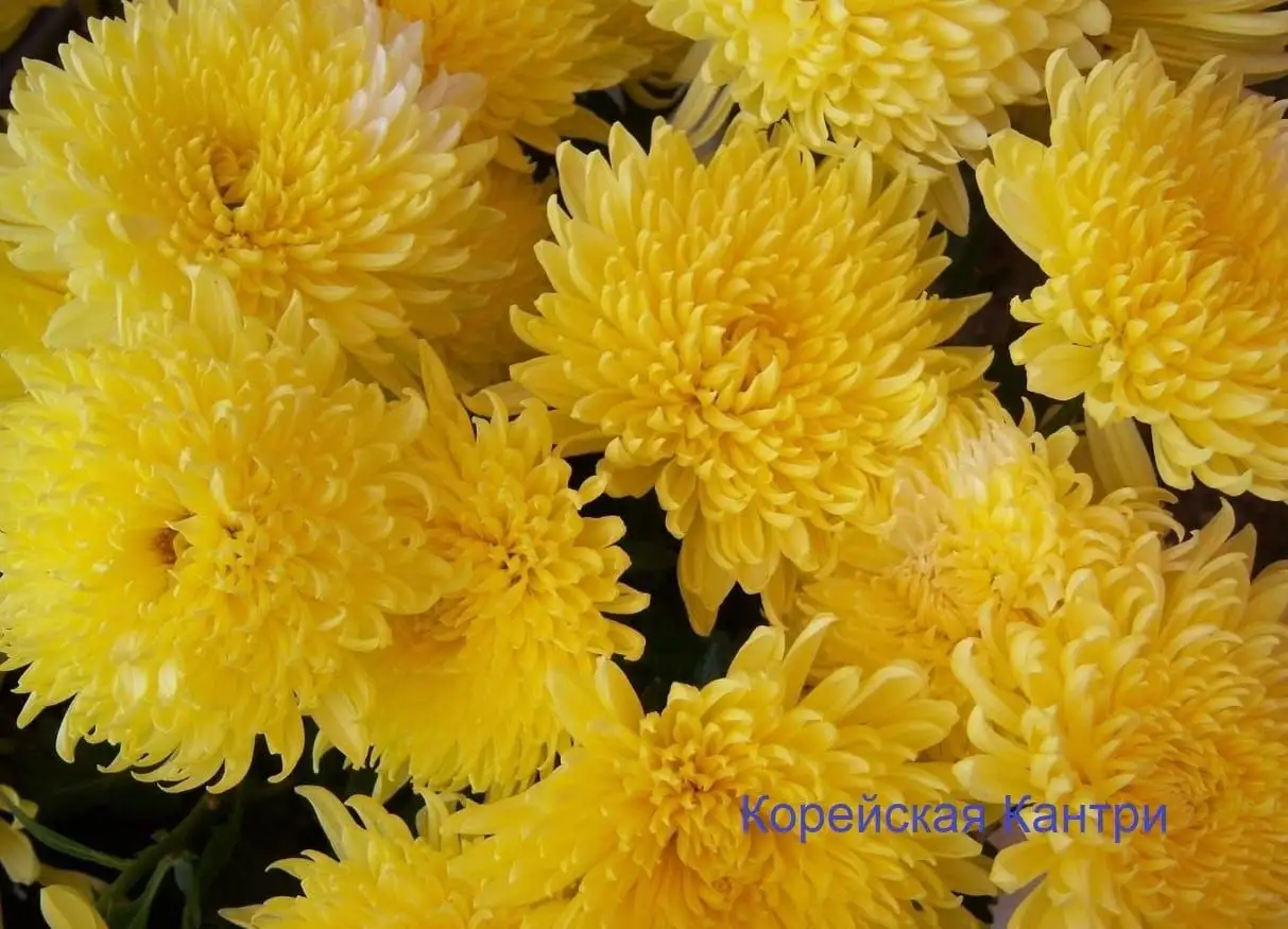 Саженцы хризантемы - Растения (Хобби и отдых) в Уфа