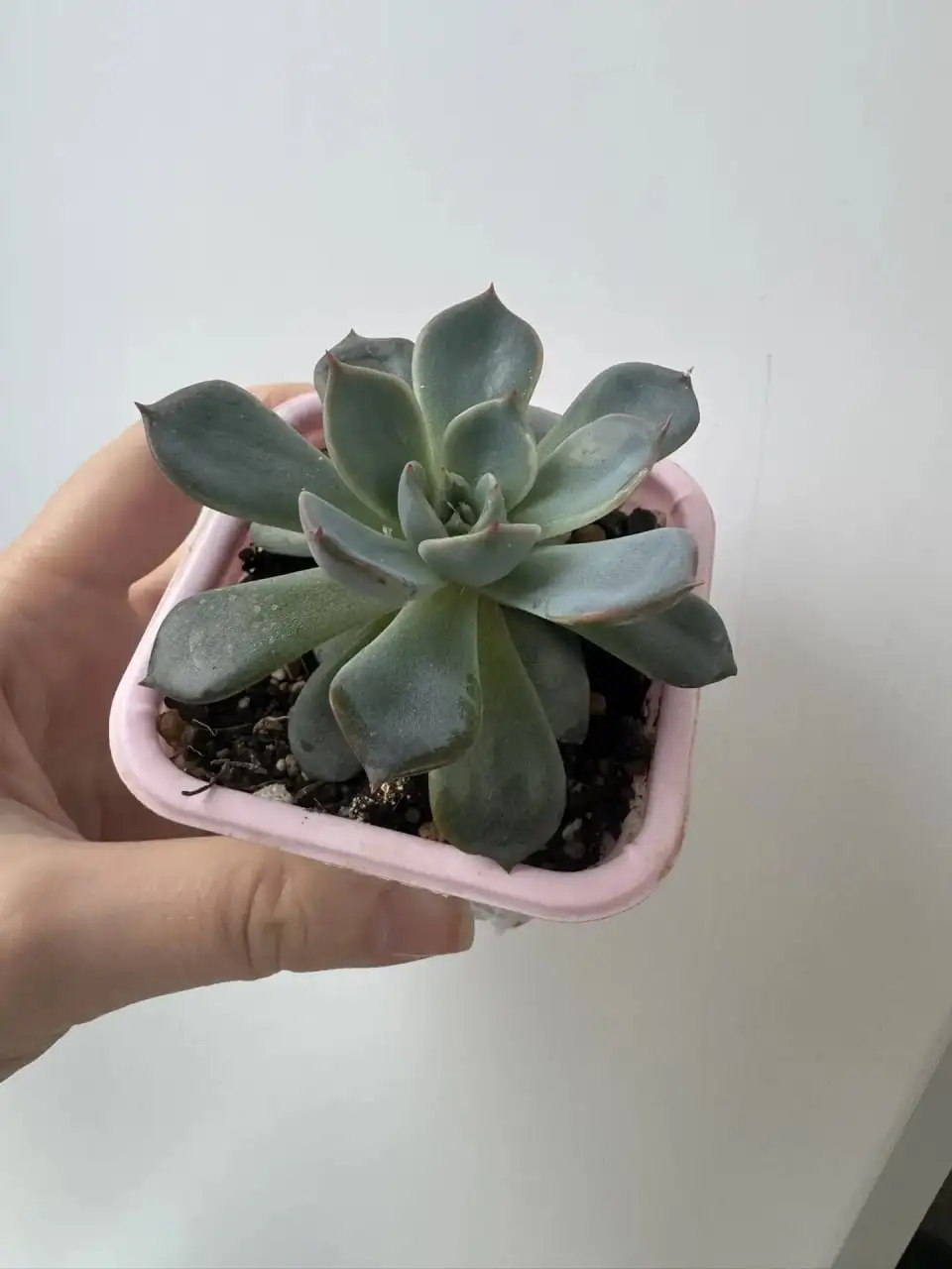 Эхеверия - Растения (Хобби и отдых) в Уфа