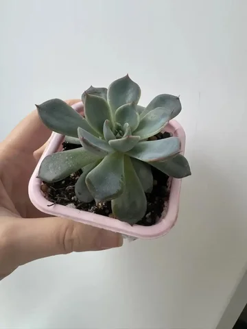 Эхеверия - Билеты в Уфа